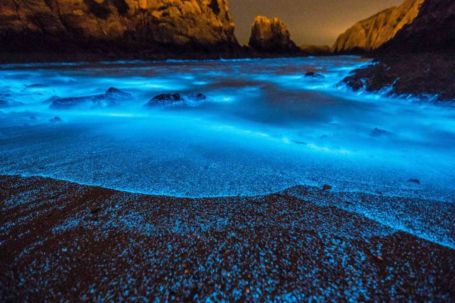 Beautiful China’s sparkling Bioluminescent are Toxic | WordlessTech