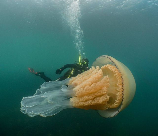 The largest Jellyfish ever found in British waters 