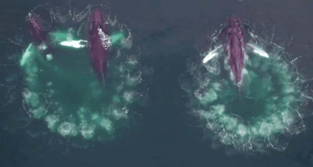 Rare footage shows Whales Using Bubble 'Nets' to Hunt
