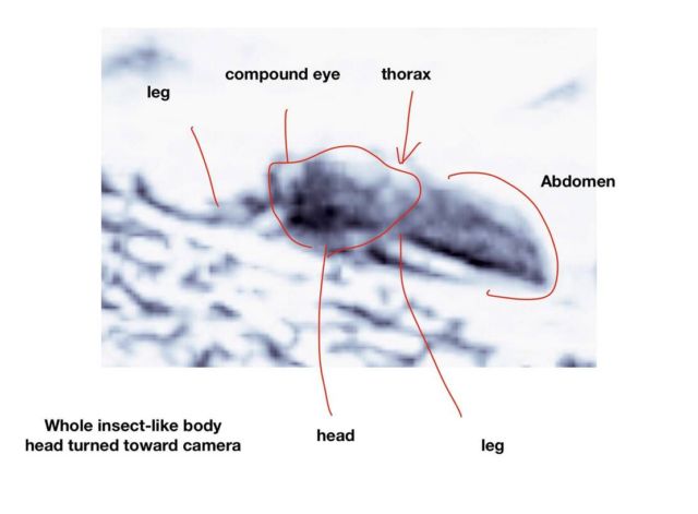 Insect-Like Life on Mars discovered