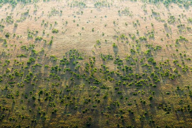 The 'Great Green Wall' (2)