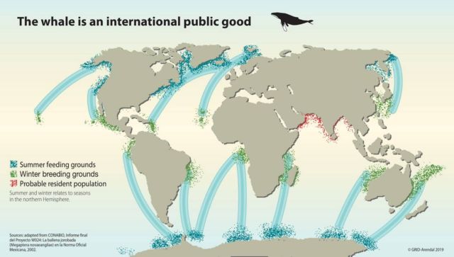 Whales could be 'Nature’s Solution to Climate Change' (2)
