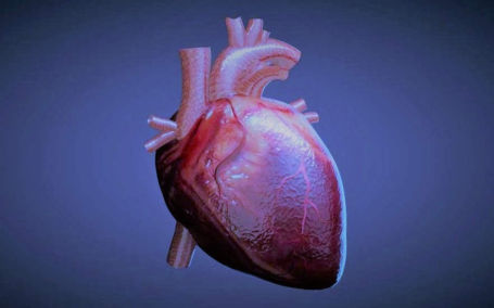 Lab-grown Heart Cells transplanted to Human for the first time ...