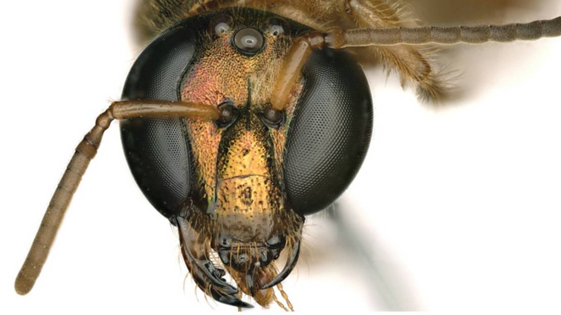 A Half Male, Half Female Bee