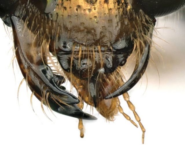 A Half Male, Half Female Bee