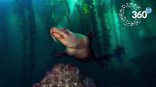 Take a virtual dive into the Ocean