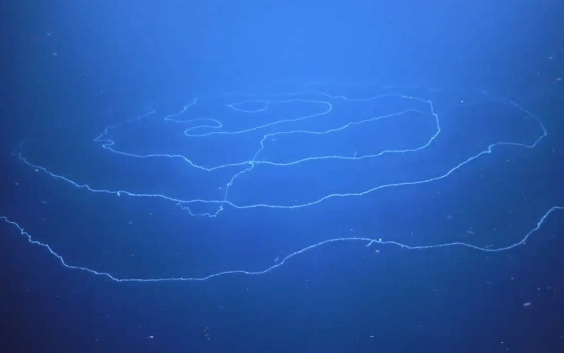 This beautiful Spiral Sea Creature is Alive
