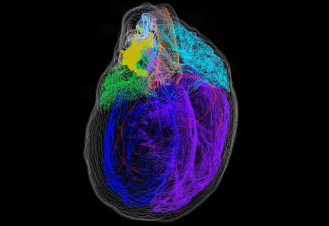 3D Map of the Heart’s Neurons 