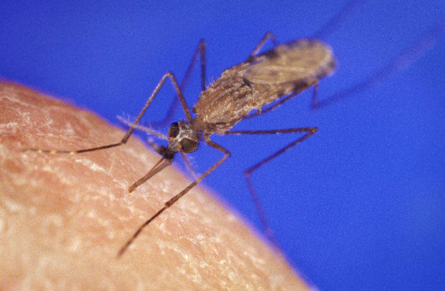 Eliminating Mosquitoes by creating all-male populations