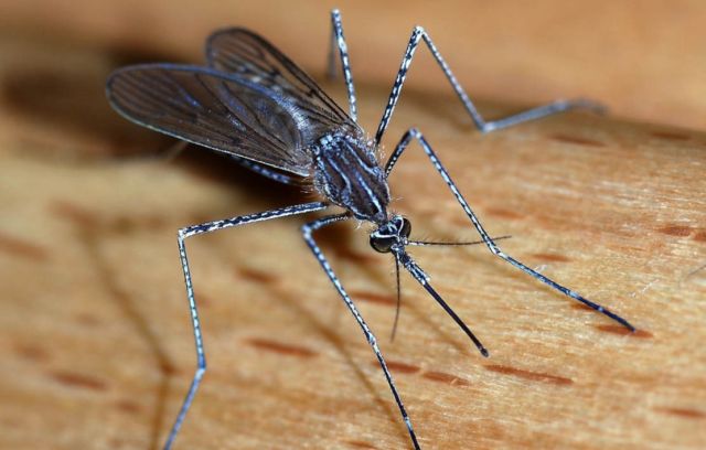 Malaria Transmission-blocking Microbe discovered