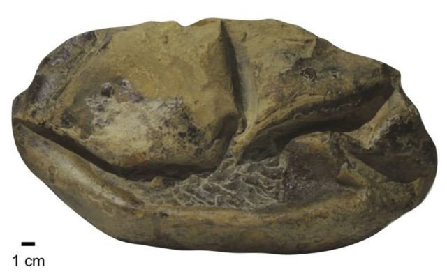 Big Egg from Antarctica might belong to an extinct Sea Lizard