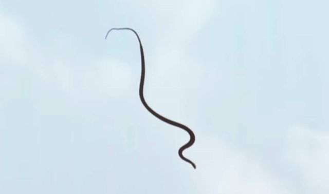 How Flying Snakes Glide through the air