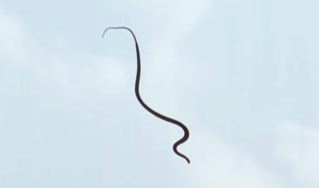 How Flying Snakes Glide through the air