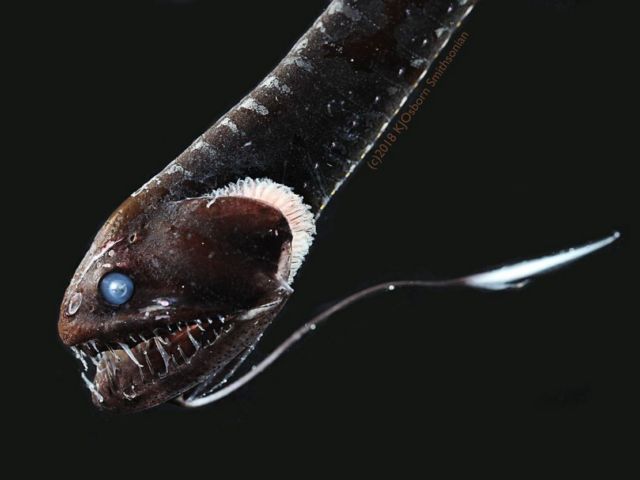 This is how Deep-Sea Ultra-Black Fish disappear