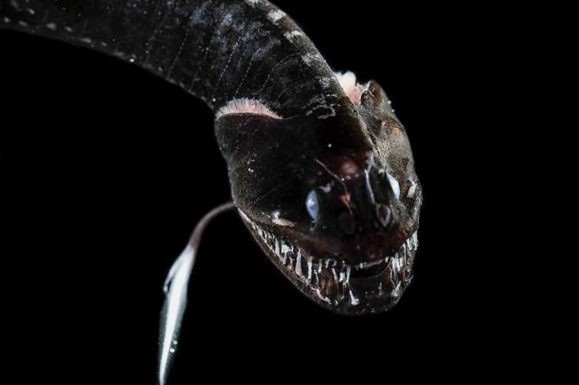 Deep-Sea Ultra-Black Fish (2)