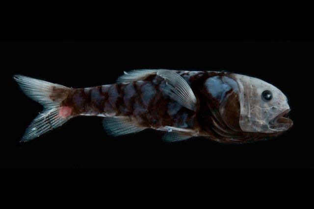 Deep-Sea Ultra-Black Fish (1)
