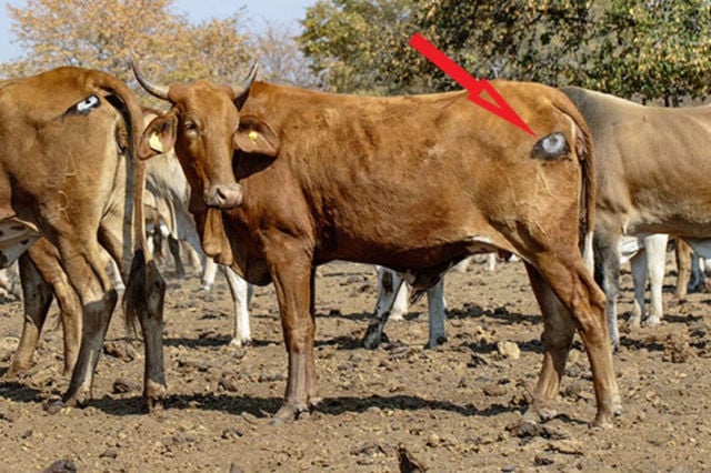 Eyes painted on Cows backsides can protect them from Lions