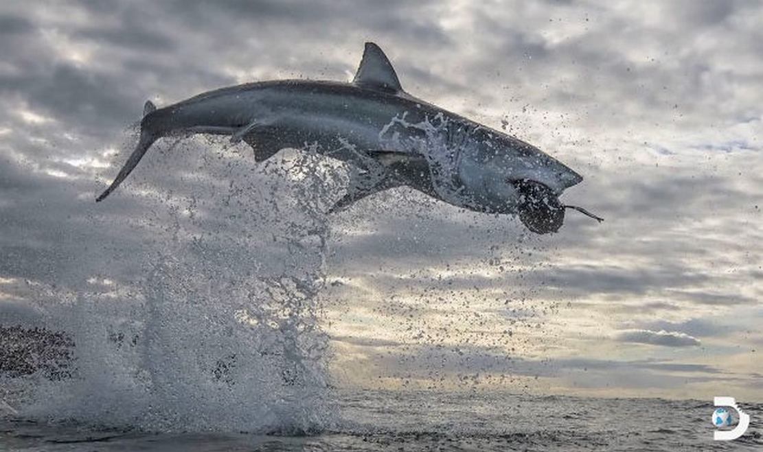Great White Shark in the Highest ever Water Breach recorded