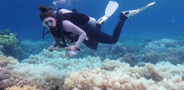 Great Barrier Reef Corals