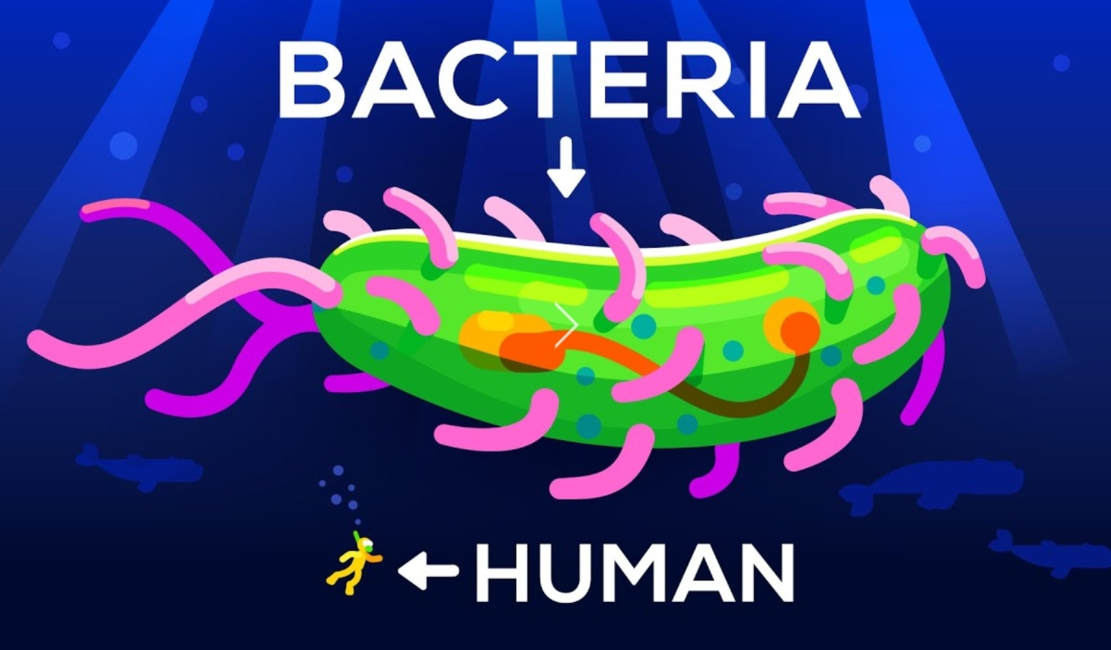 How Large Can a Bacteria get