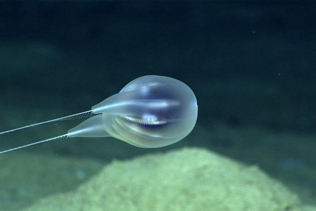 New Species of Comb Jelly near Puerto Rico