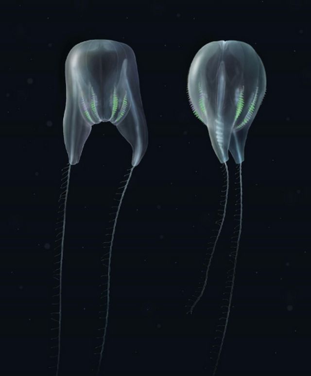 New Species of Comb Jelly near Puerto Rico