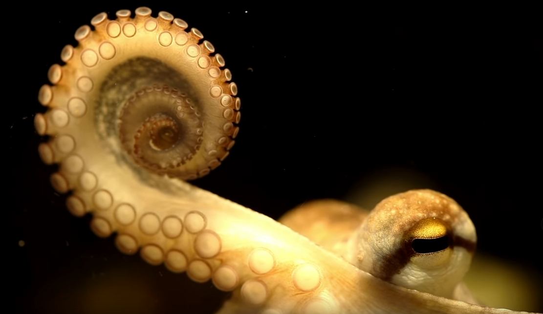The Insane Biology of the Octopus