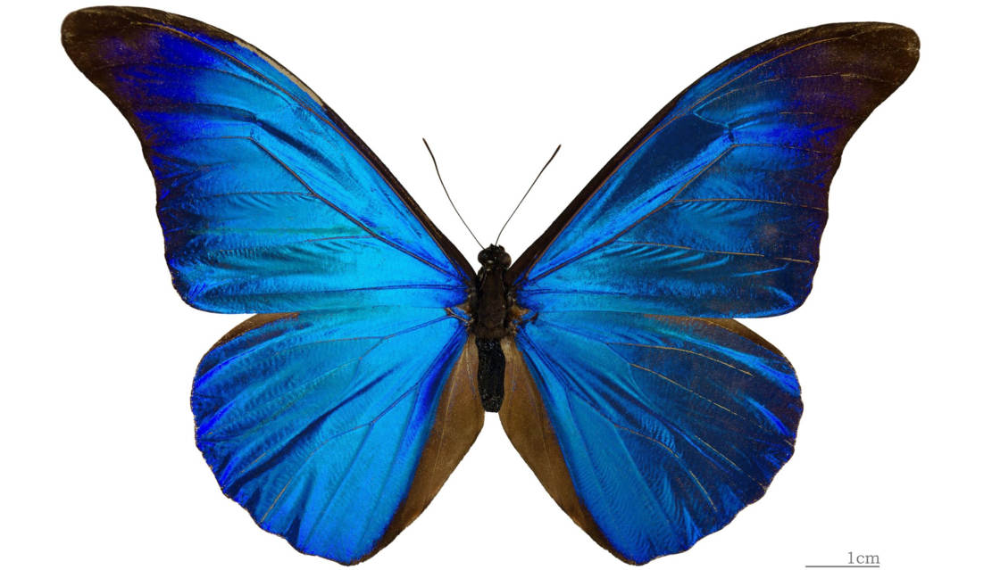 the Blue Morpho Butterfly