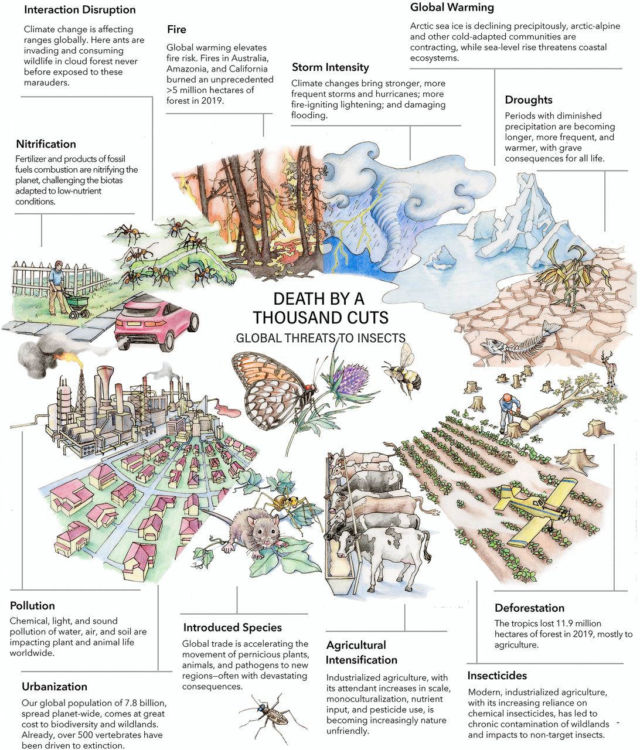 A Global Insect Apocalypse