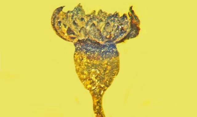 A new species of Flower in 100-million-year-old amber discovered