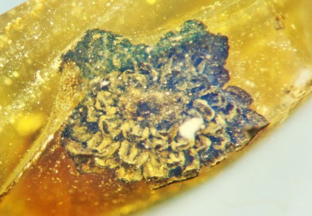 A new species of Flower in 100-million-year-old amber discovered