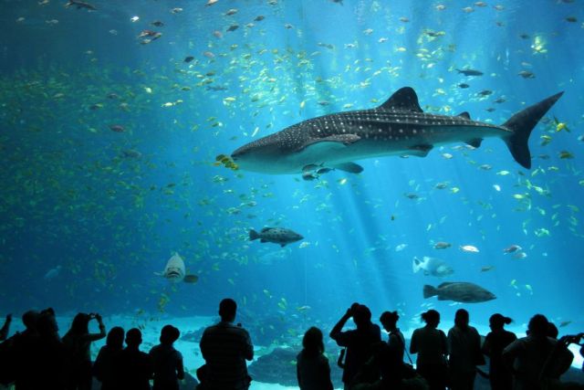 Our Planet has Lost 70% of its Sharks in just 50 years