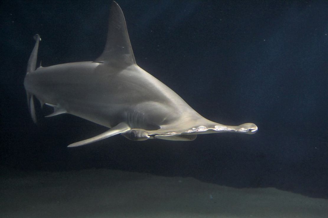Our Planet has Lost 70% of its Sharks in just 50 years