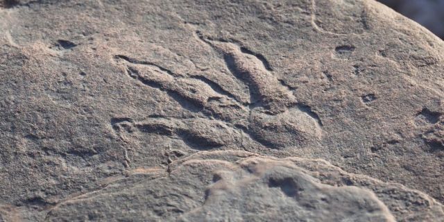 215-Million-Year-Old Dinosaur Footprint stunningly preserved discovered