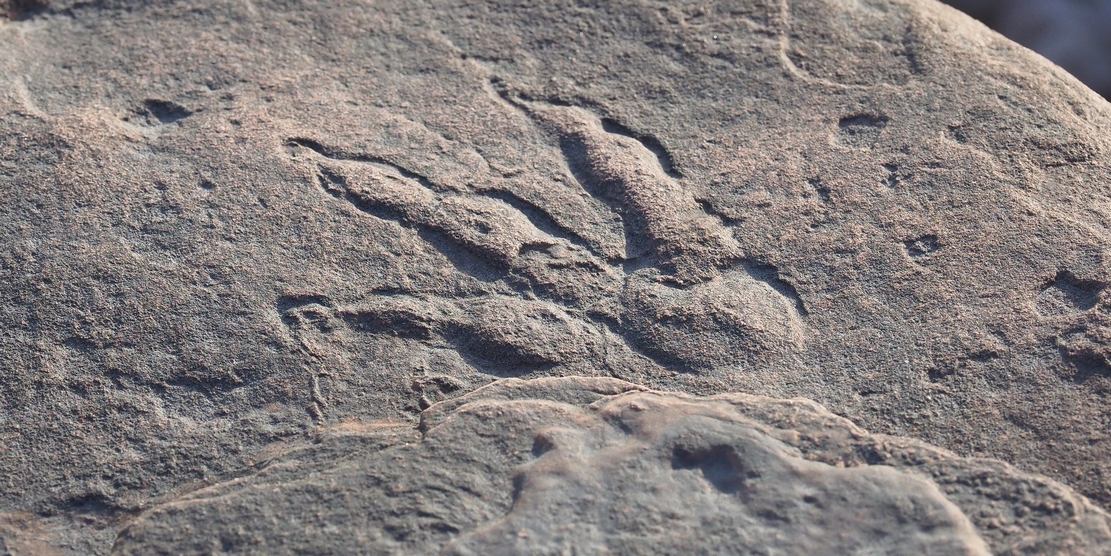215-Million-Year-Old Dinosaur Footprint stunningly preserved discovered