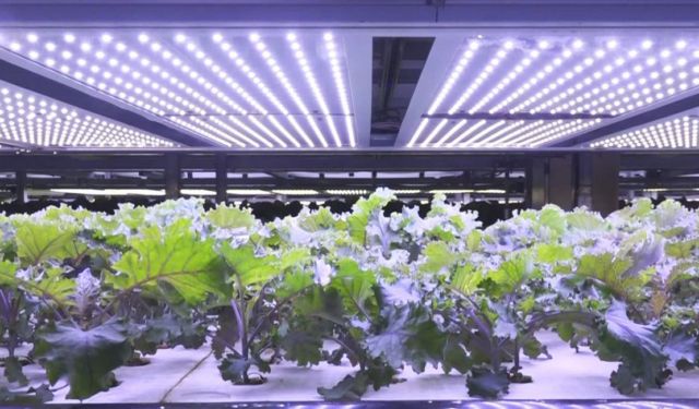 Construction of Europe’s Largest Vertical Farm started