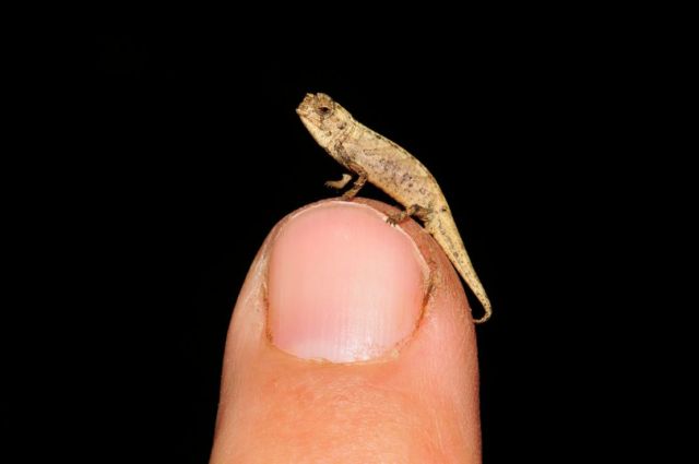 World’s Smallest Reptile discovered
