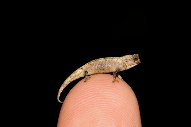 World’s Smallest Reptile discovered