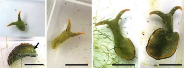 Self-Decapitating Slugs drop their Heads and regrow