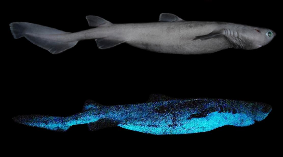 The world's largest Luminous Shark Species