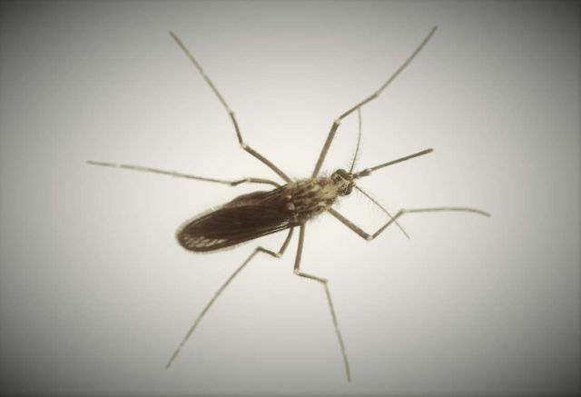 Release of 1 Billion Exterminator Mosquitoes started