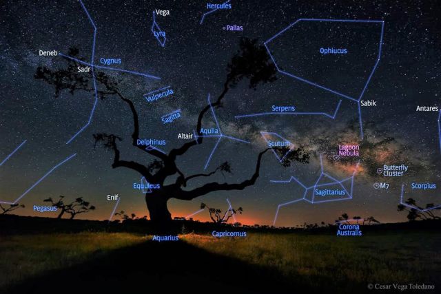 The Galaxy Tree 