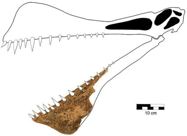 Giant 7-meter-wide Pterosaur