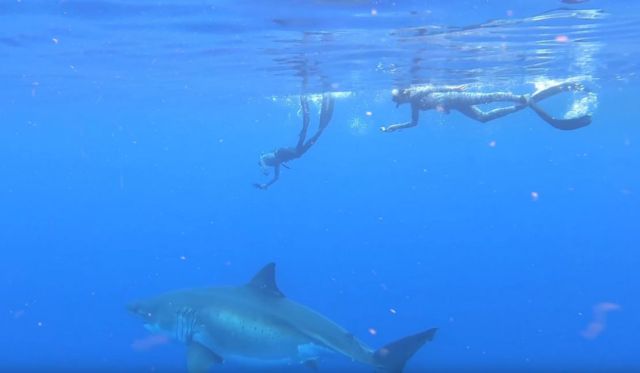 Swimming with a giant Great White Shark