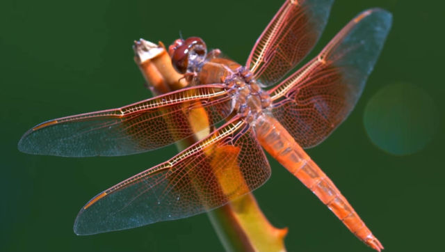 The insane Biology of the Dragonfly