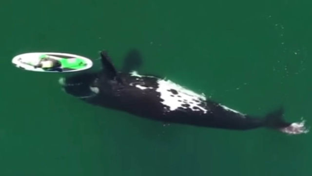 A giant whale plays with a paddle boarder