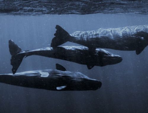 Humans could soon Talk to Whales