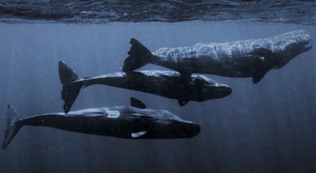 Humans could soon Talk to Whales