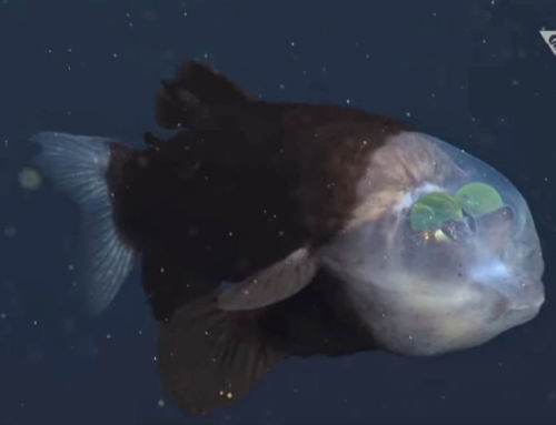 Bizarre Fish that Sees through its Transparent Head