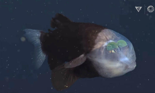 Bizarre Fish that Sees through its Transparent Head 